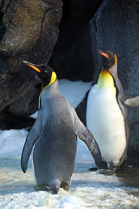 Closeup Photo of Two Penguins thumbnail