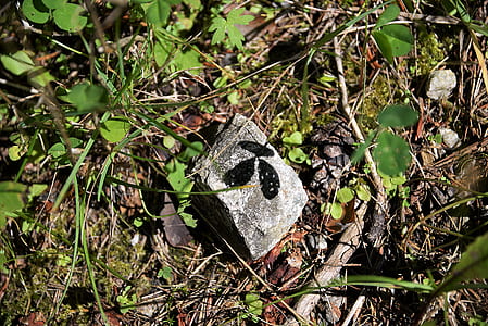 top view of green leafed plants thumbnail
