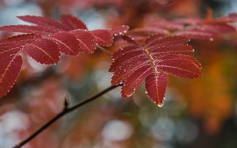 Red Leaves Selective Focus Photography thumbnail