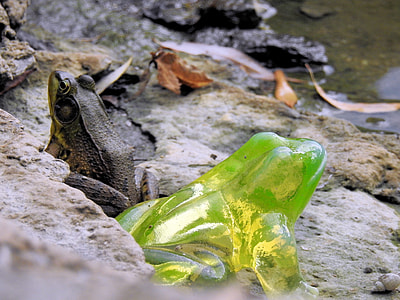 Radioactive Frog, Climate Change thumbnail