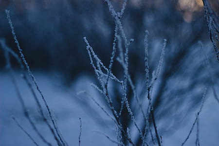 Bare Tree Covered With Snow thumbnail