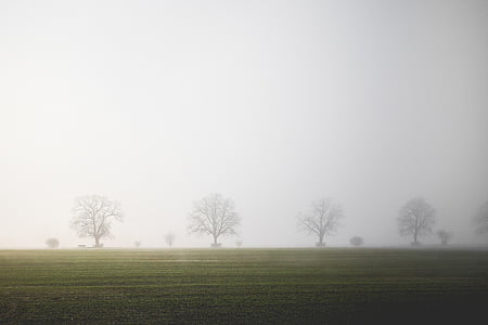 four green leafed trees thumbnail