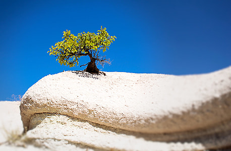 selective focus photography of green tree during daytime thumbnail
