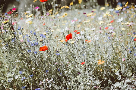 shallow focus photography of red and purple flower field thumbnail