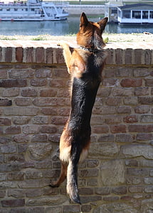 black and tan German shepherd climbing on wall thumbnail