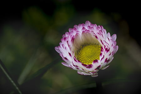 selective focus photography of white and purple petaled flower thumbnail