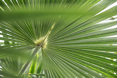 closeup photo of green palm leaf thumbnail