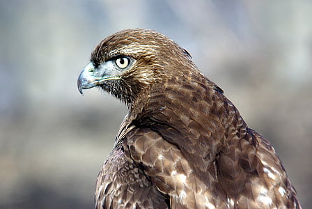 selective focus photography of falcon thumbnail