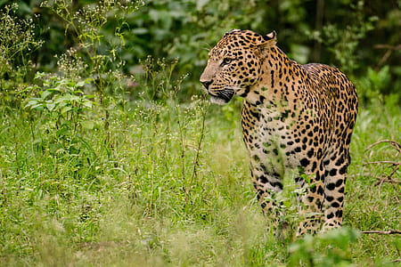 leopard standing on green grass during daytime thumbnail