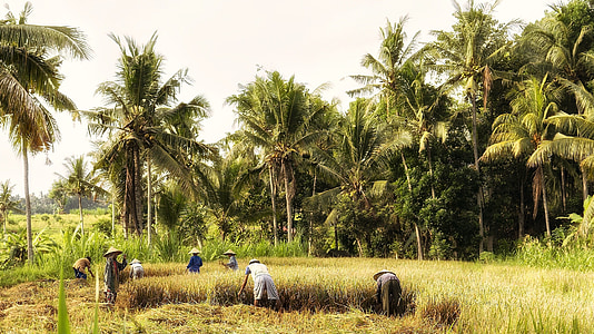 people front of wheat near palm trees at daytime thumbnail