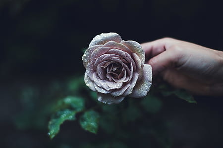 Rain Drops On Roses Photo thumbnail