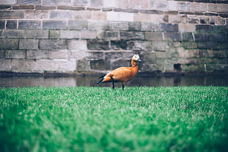 low light photography of brown duck on top of grass field thumbnail