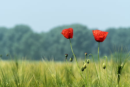 selective focus of two red flowers in field thumbnail