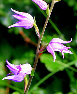 four purple flowers in tilt-shift photography thumbnail