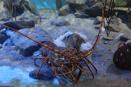 brown sea creature thumbnail