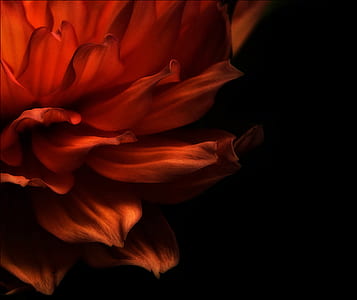 selective focus photography of red Dahlia flower thumbnail
