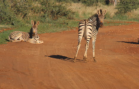Photography of Two Zebras on Road thumbnail