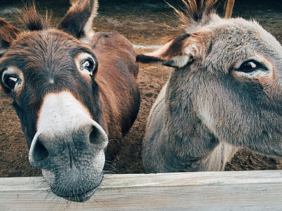 brown and gray donkeys thumbnail