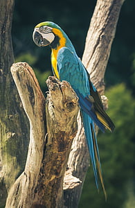 blue and gold macaw on brown tree thumbnail