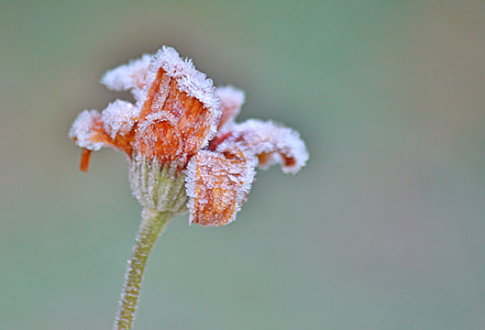 orange petal flower plant thumbnail