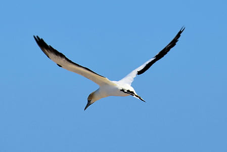 white and black bird flying under blue sky during daytime thumbnail
