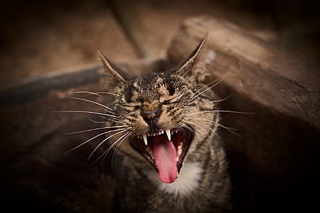 closeup photo of silver tabby cat thumbnail