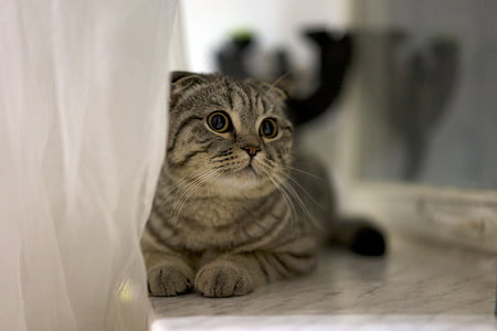 gray tabby cat lying on gray floor thumbnail