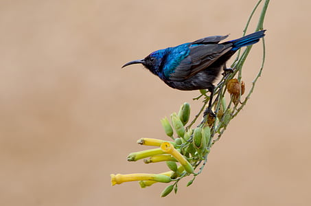 blue and brown bird thumbnail