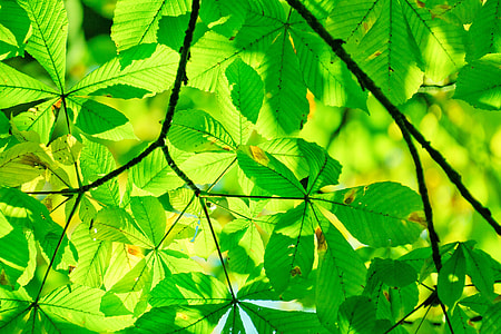 selective focus photography of green leaf plants during day time thumbnail