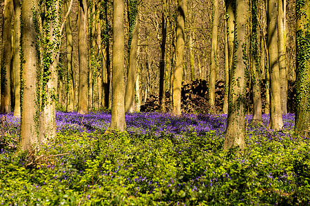 green forest during daytime thumbnail