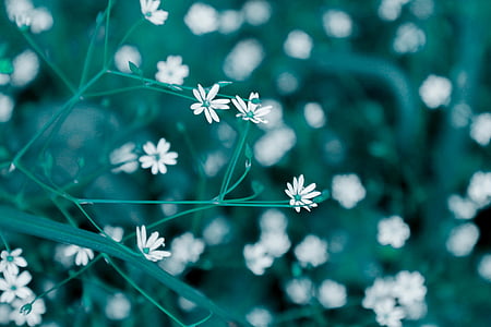 tilt shift lens photography of white petaled flower thumbnail