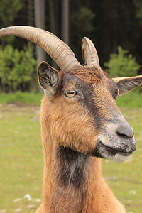 close up photography of antelope thumbnail