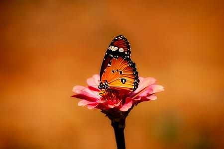 orange and black butterfly on pink flower thumbnail