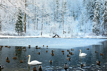 flock of duck and two swan on calm water during winter thumbnail