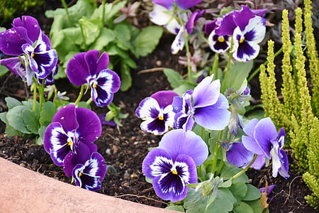 purple and white flowers thumbnail