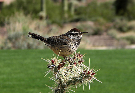 brown bird on cactus plant thumbnail