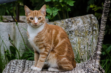 orange tabby cat on brown wicker chair thumbnail
