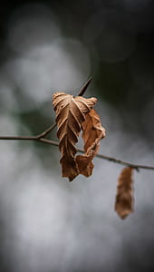selective focus dry leaf thumbnail