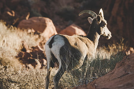 brown and white goat standing on green grass thumbnail