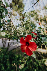 A red hibiscus flowers, Portugal thumbnail