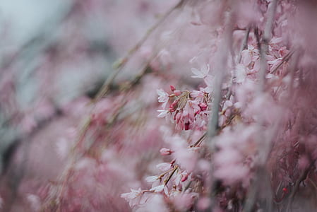 selective focus photography of pink and white cherry blossoms thumbnail