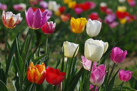 assorted-color tulip flowers thumbnail