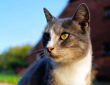 white and black cat thumbnail