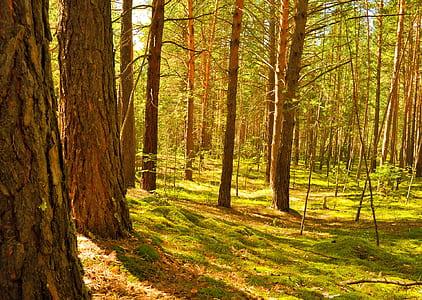 photo of green leafed trees thumbnail