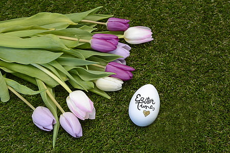 purple and pink tulips thumbnail
