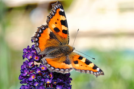 orange comma butterfly perching on flower thumbnail