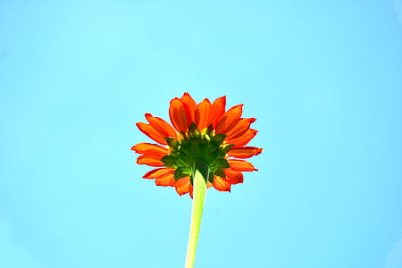 low angle photo of red daisy flower under teal sky thumbnail