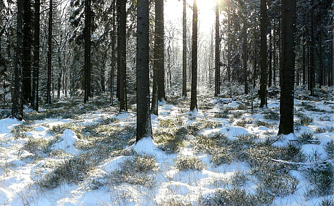 forest during daytime thumbnail