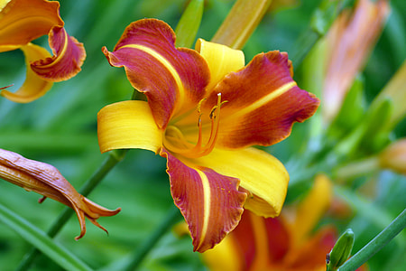 close-up photo of daylily thumbnail