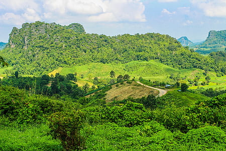 Green Grass Field and Trees High-saturated Photography thumbnail